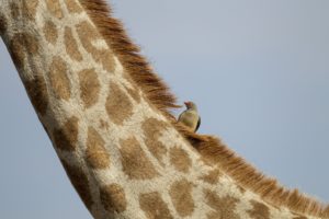 bird on top of a giraffe neck