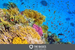 Coral reefs are homes for biodiversity. So, what are the main threats to biodiversity?