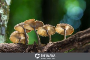 Mushrooms are vital to maintaining biodiversity in our ecosystems.