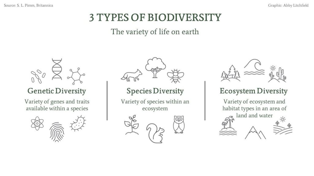 A Simple and Visual Definition of Biodiversity - Network for Business (NBS)