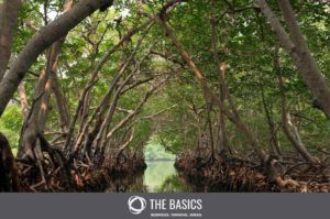Like mangroves, business sustainability is the foundation of our systems.