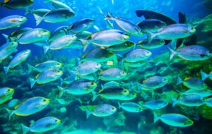 Climate action promotes healthy school of fish
