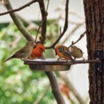 birds share a feeder on a tree branch