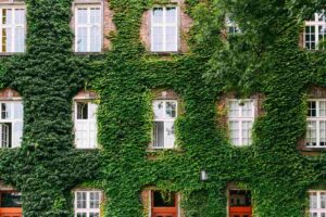 large house covered by thick green vines with windows uncovered