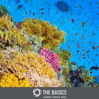 Coral reefs are homes for biodiversity. So, what are the main threats to biodiversity?