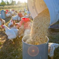 chicken feed being poured into bucket near a crowd of chickens