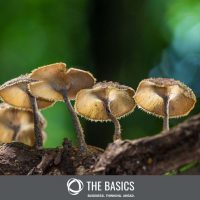 Mushrooms are vital to maintaining biodiversity in our ecosystems.
