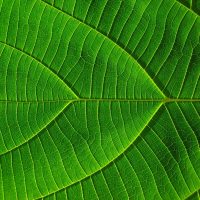 leaf refers to sustainability in business schools and systems change