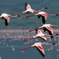 Flamingos migrating