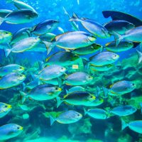 Climate action promotes healthy school of fish