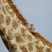 bird on top of a giraffe neck