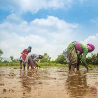 3 farmers working in a muddy, wet field