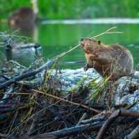 Beaver on top on a dam made of twigs in a body of water