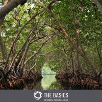 Like mangroves, business sustainability is the foundation of our systems.