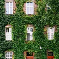large house covered by thick green vines with windows uncovered