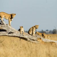 Like a leading a lion pack, women leaders increase their companies' goals in SDGs.